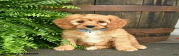Cavapoo dogs for sale: Jasper  - Ad 3