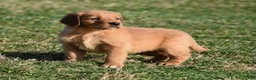 Golden Retriever dogs for sale: Tammy     Genetic/OFA - Ad 5