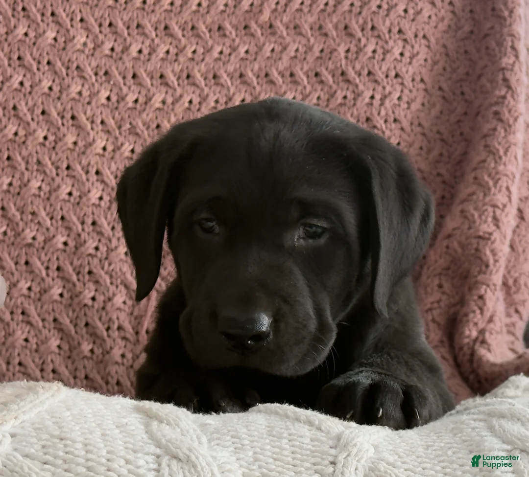 Labrador Retriever dogs for sale: Lily - Ad 5