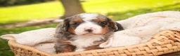 Bernedoodle dogs for sale: Everest Miniature Bernedoodle  - Ad 6
