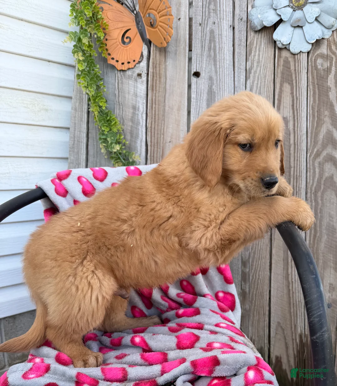 Golden Retriever dogs for sale: Austin - Ad 2