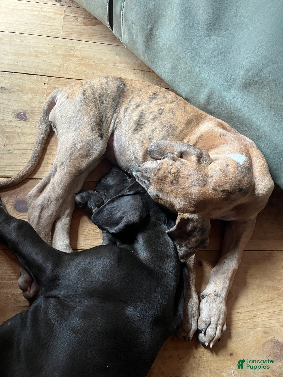 Great Dane dogs for sale: Petal - Ad 4