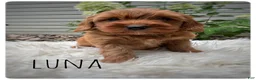 Cavapoo dogs for sale: Luna - Ad 3
