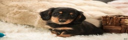 Miniature Dachshund dogs for sale: Cocoa - Ad 7