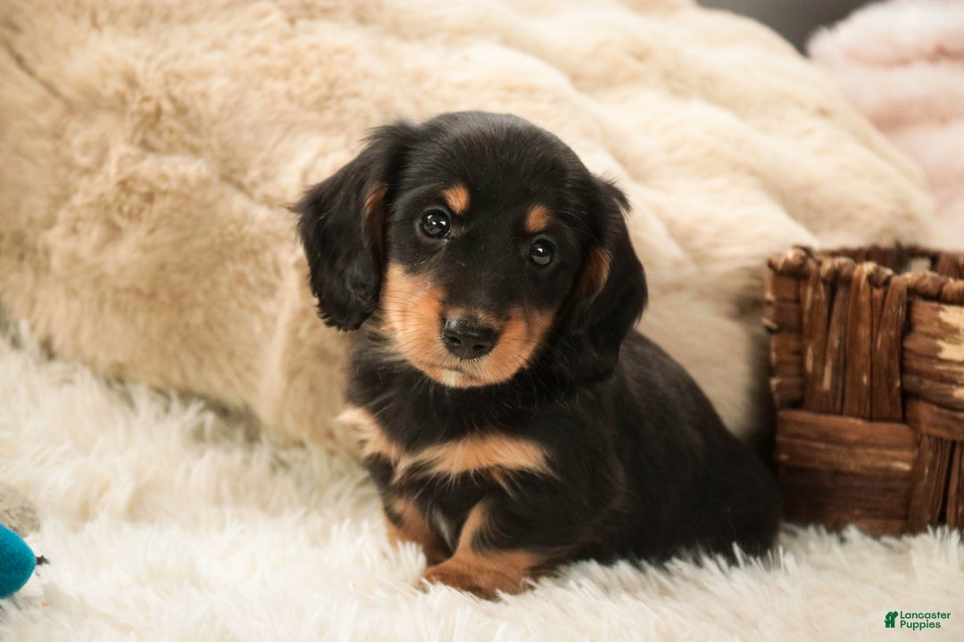 Miniature Dachshund dogs for sale: Cocoa - Ad 7