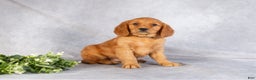 Miniature Golden Retriever dogs for sale: Damien - Ad 3