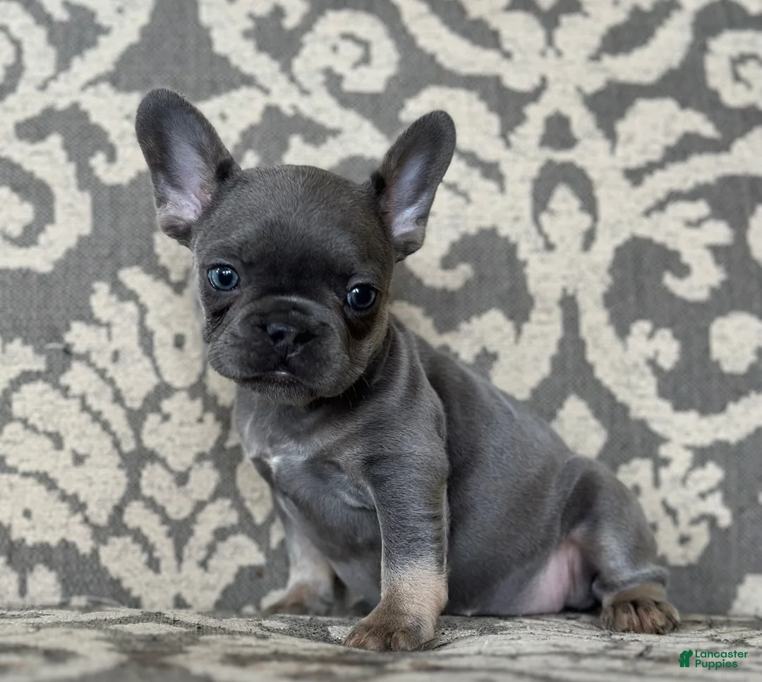 French Bulldog dogs for sale: Munchkin - Ad 4