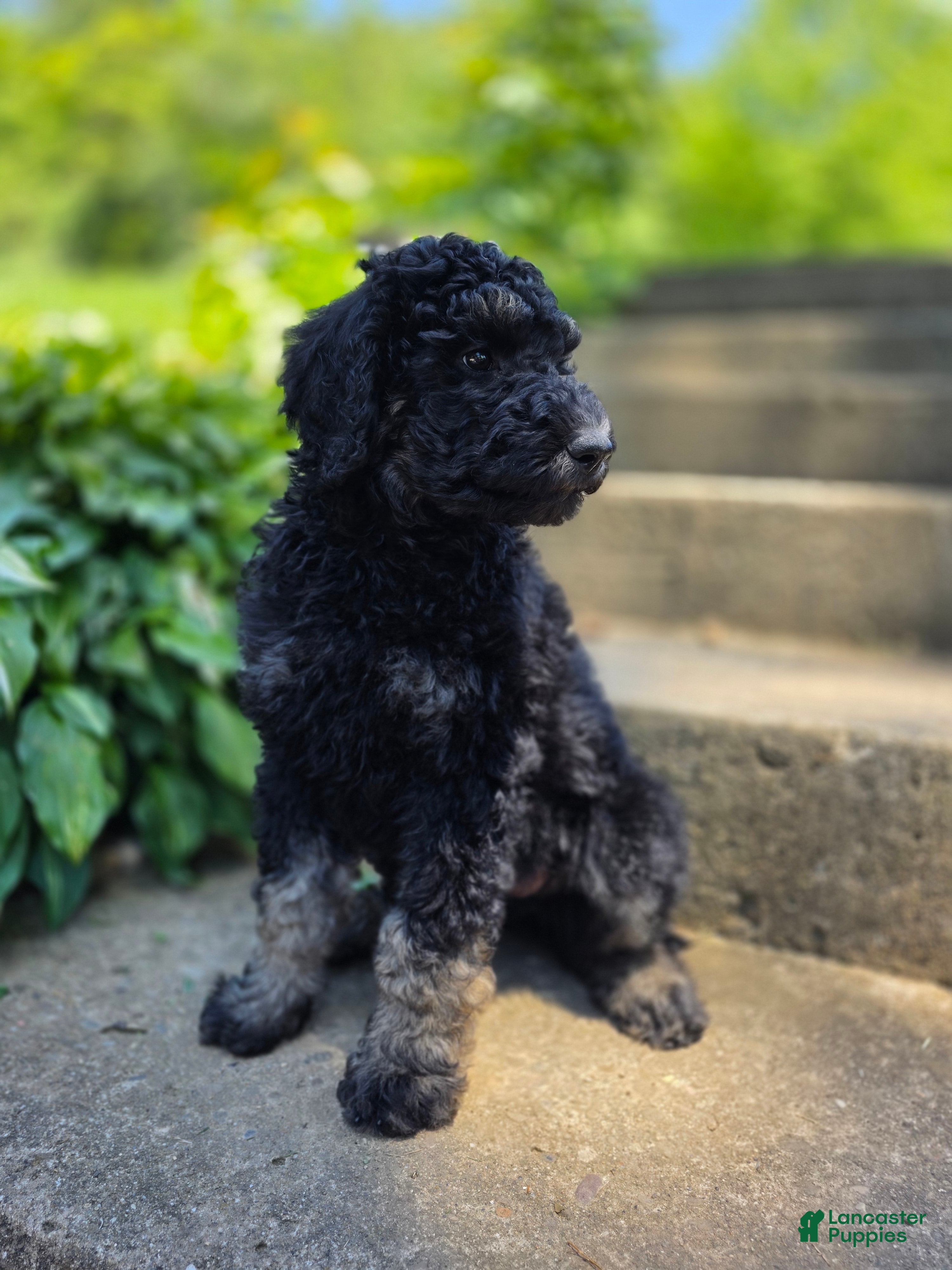 Standard Poodle dogs Francesca - Ad 1