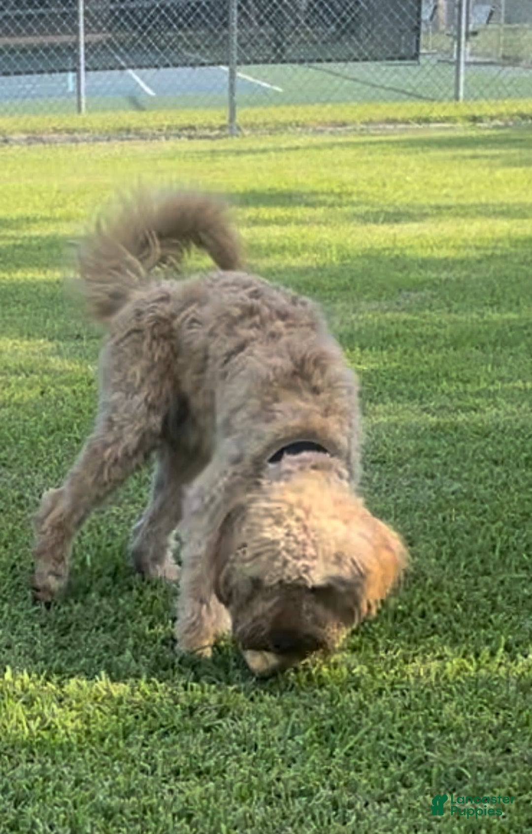 Gallery Image {{count}}