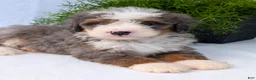 Mini Bernedoodle dogs for sale: Mini Bodie  - Ad 3