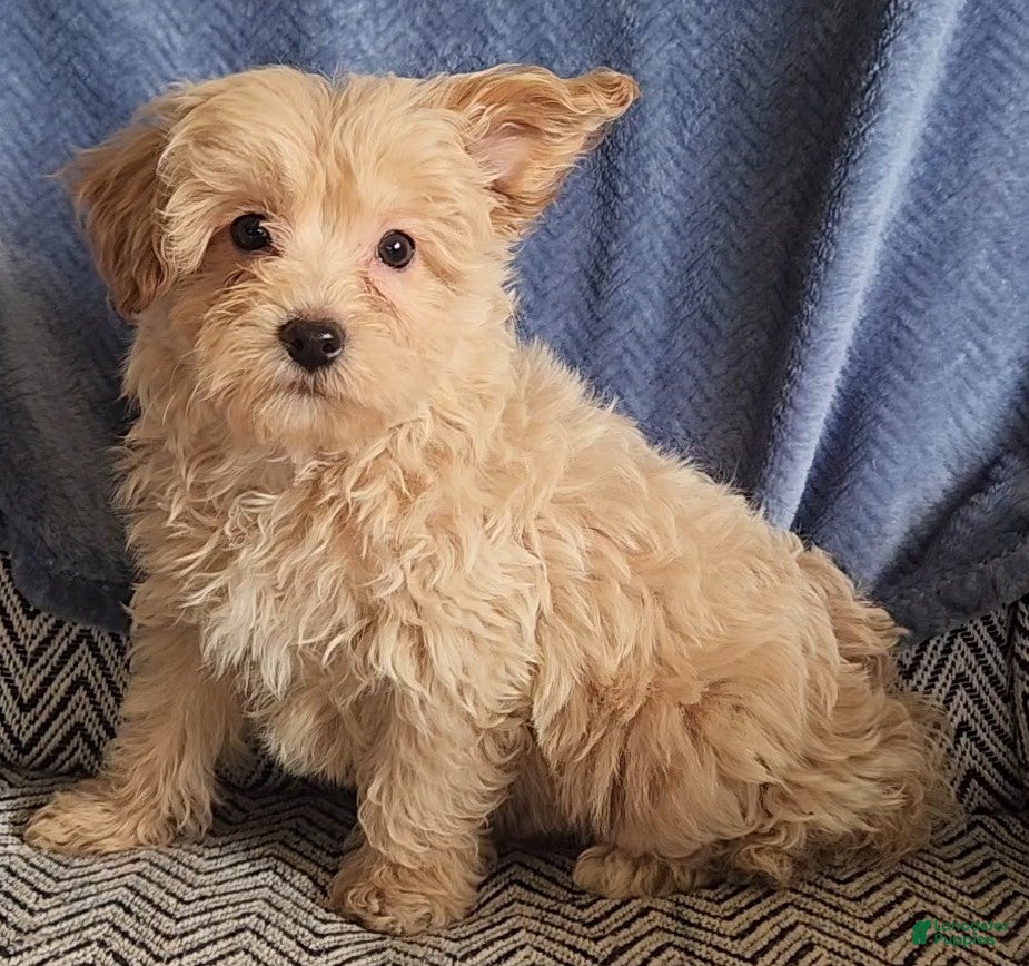 Mixed Breed dogs Peanut - Ad 2