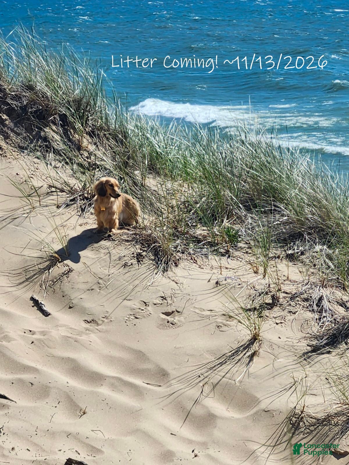 Dachshund dogs for sale: Expecting Litter of Cream/Shaded Cream Longhaired Dachshunds - Ad 37