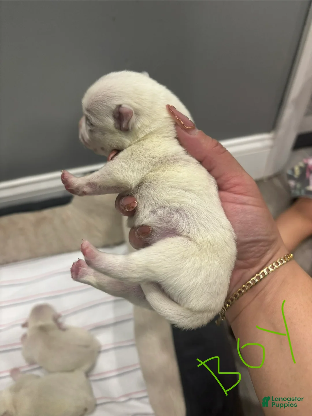 Mixed Breed dogs for sale: Mixed Breed Puppy 3 - Ad 2