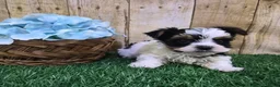 Biewer Terrier dogs for sale: Valentino Male Biewer Terrier - Ad 2