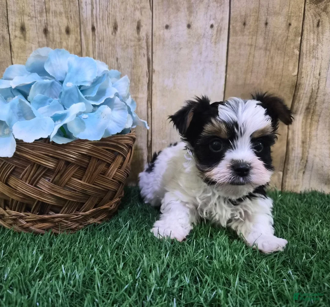Biewer Terrier dogs for sale: Valentino Male Biewer Terrier - Ad 2