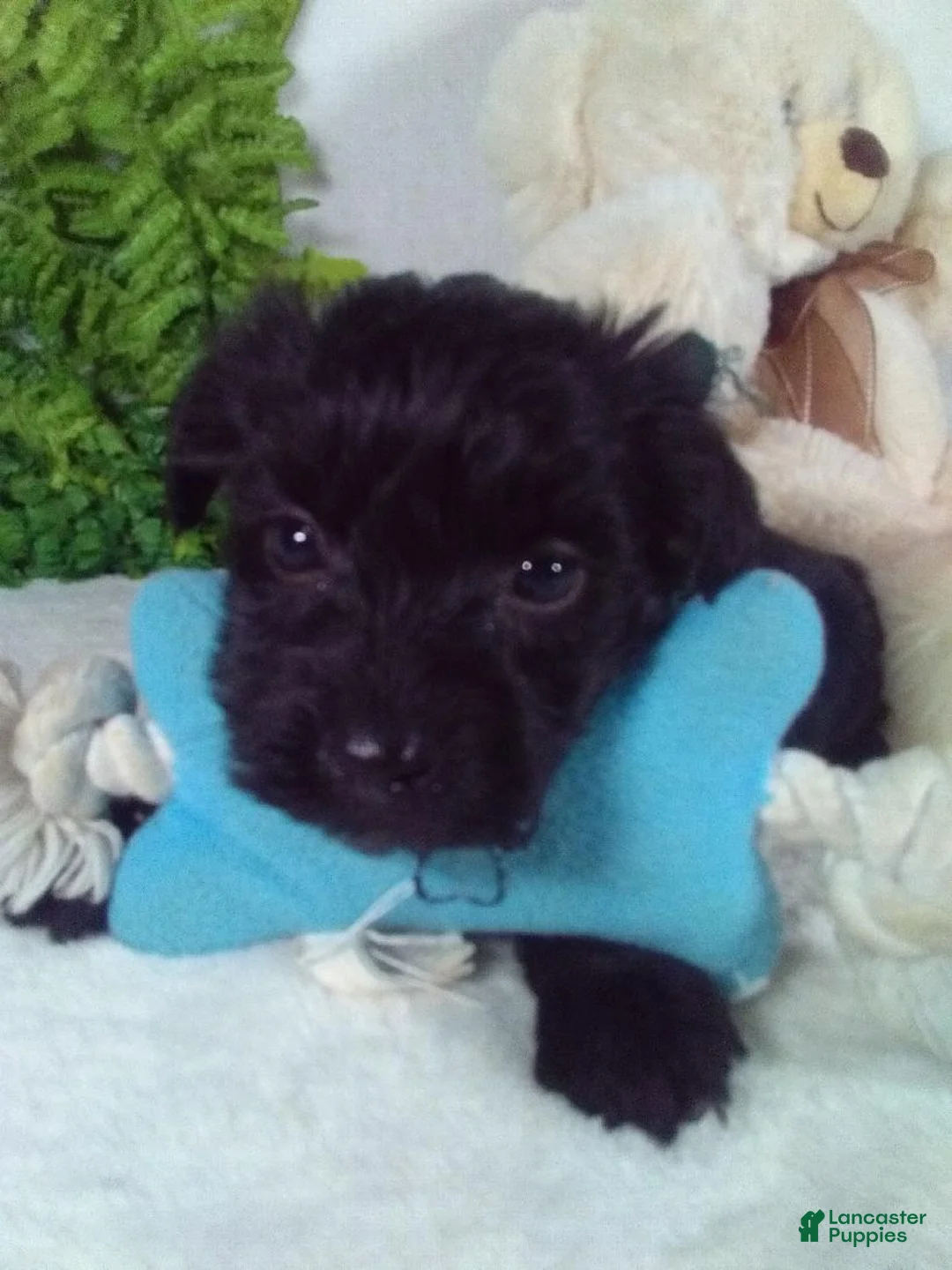 Yorkiepoo dogs for sale: Gunner - Ad 5