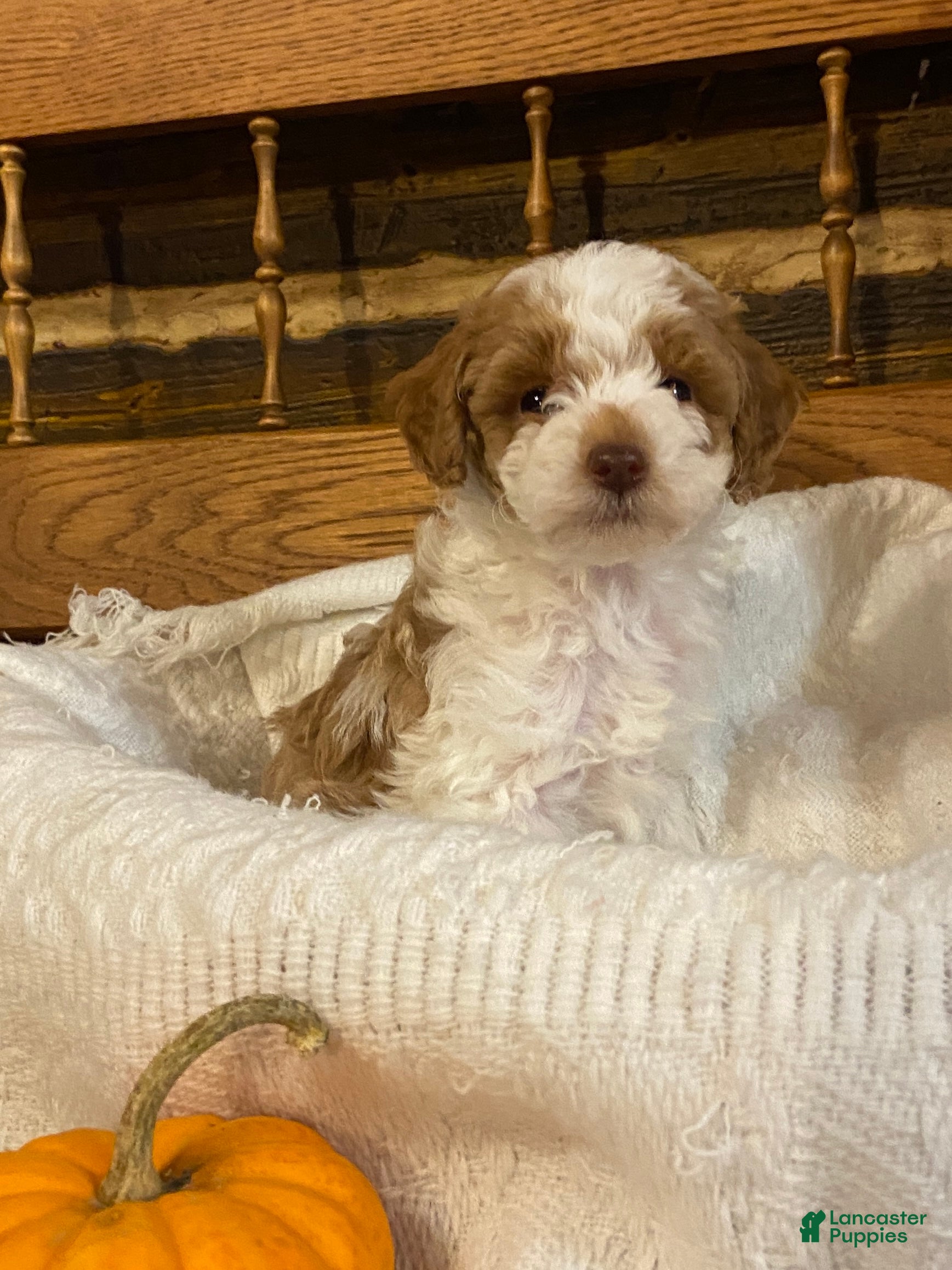 Miniature Poodle dogs Chai - Ad 1