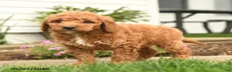 Goldendoodle dogs for sale: Roger - Ad 5