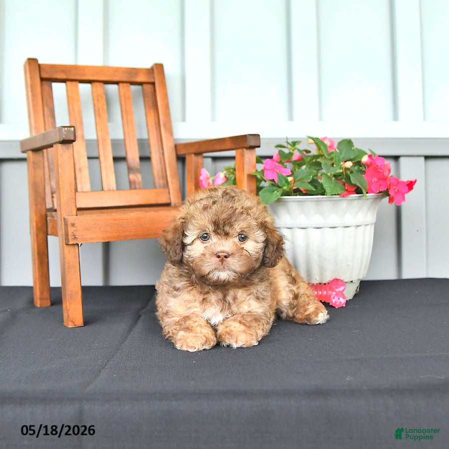 Shihpoo dogs Sophie - Ad 2
