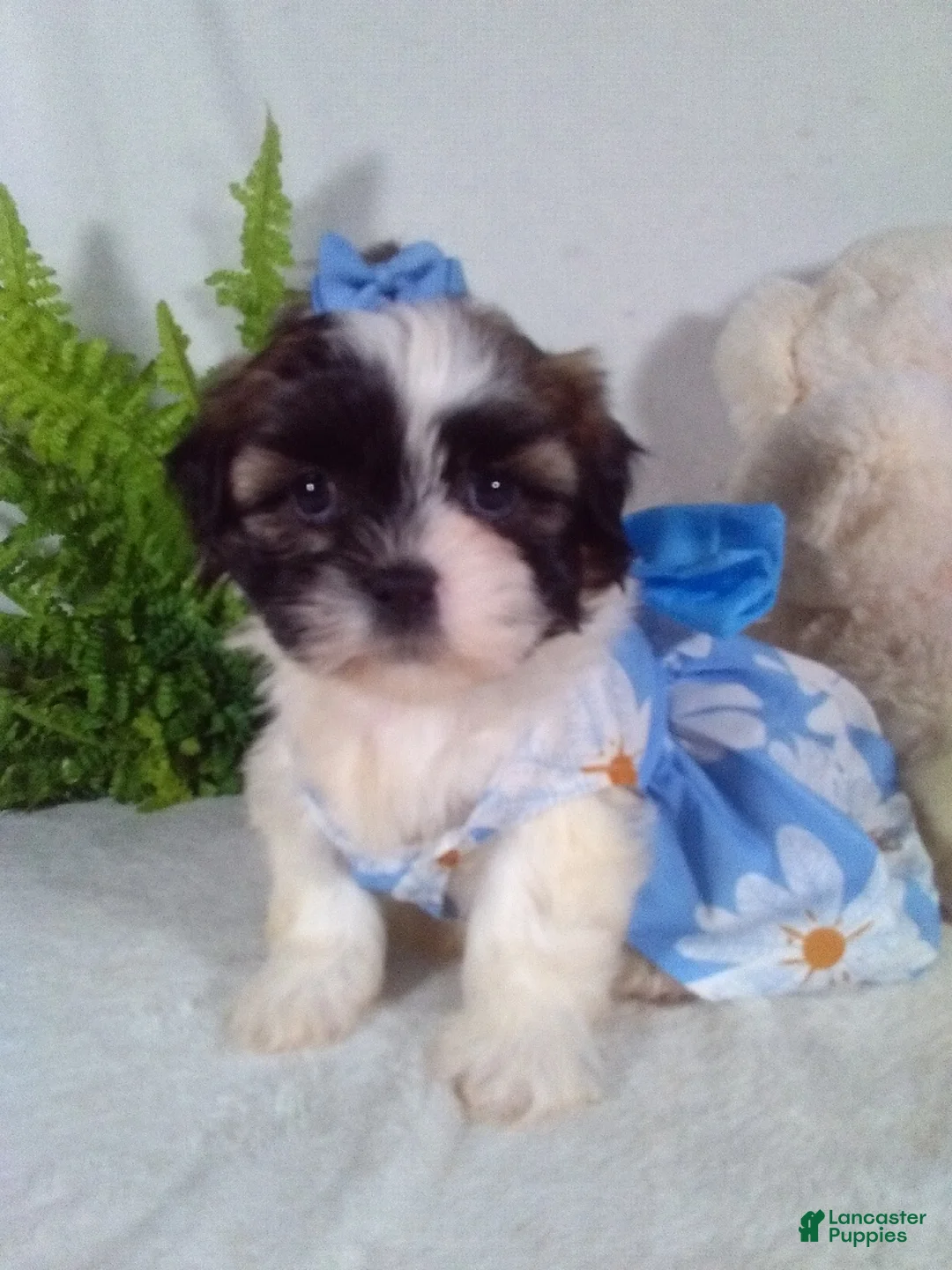 Shih Tzu dogs for sale: Annie - Ad 1