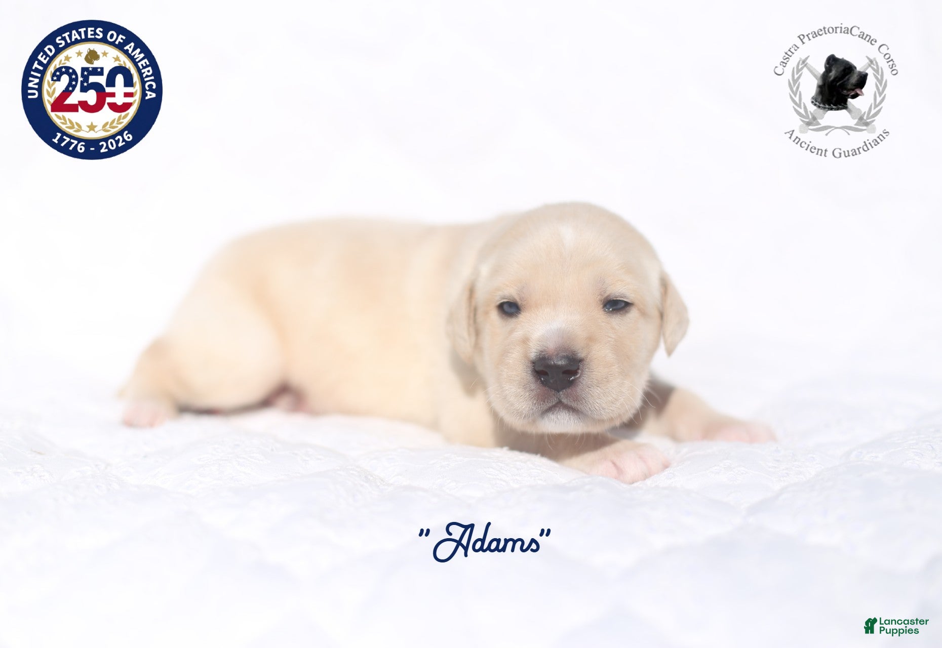 Cane Corso dogs "Adams" - Ad 2
