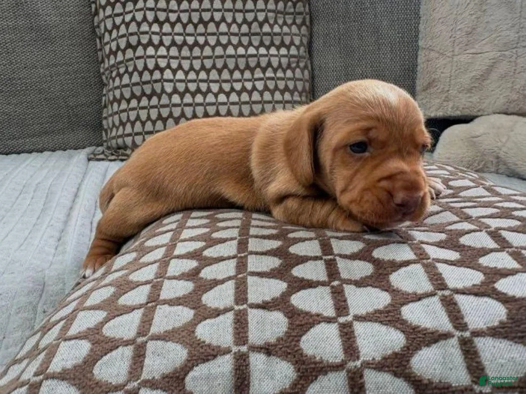 Miniature Dachshund dogs for sale: Miniature Dachshund 1 - Ad 2