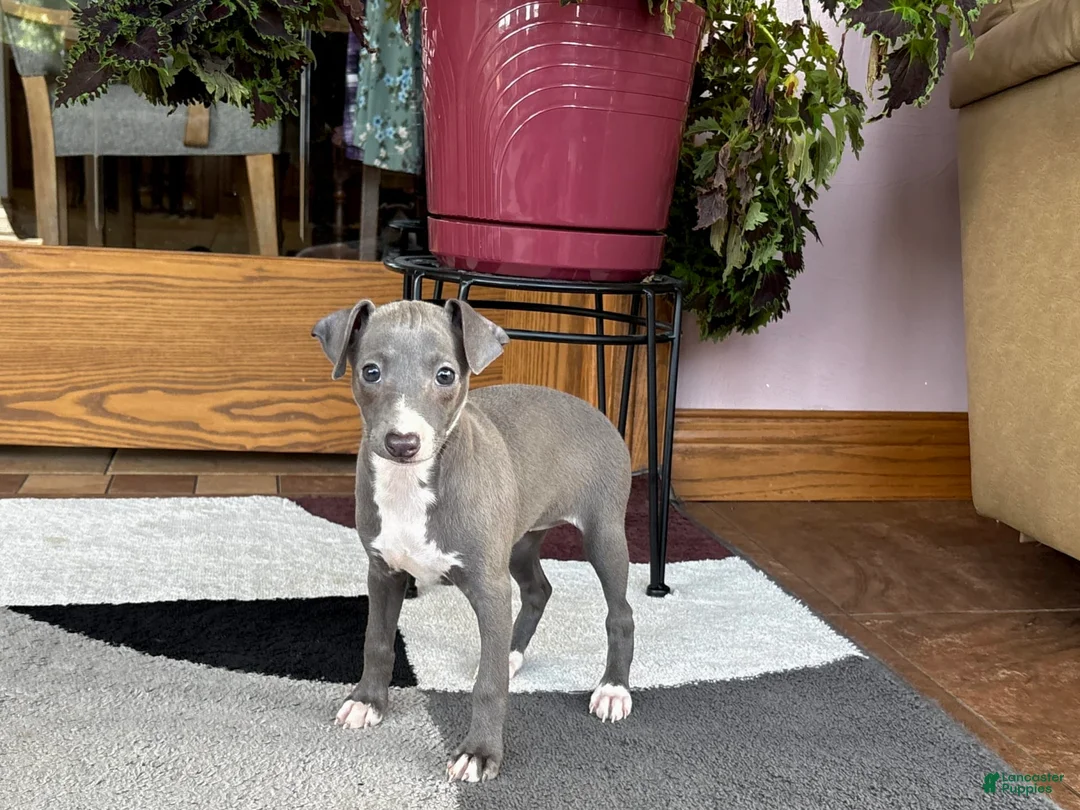 Italian Greyhound dogs for sale: Sonya - Ad 4