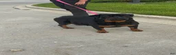 Rottweiler dogs for sale: Rottweiler Puppy 3 - Ad 12
