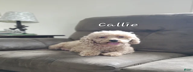 Callie