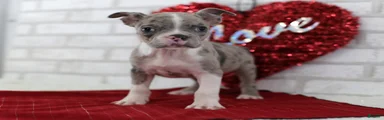 Archie