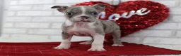 Frenchton dogs for sale: Archie - Ad 1