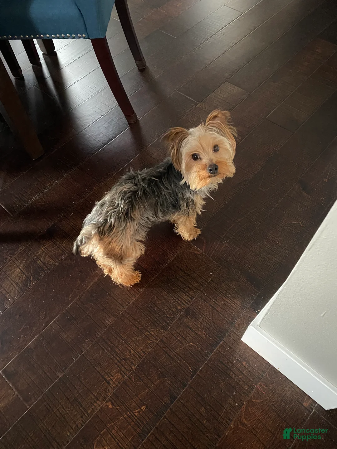 Yorkshire Terrier dogs for sale: Yorkshire Terrier Puppy 1 - Ad 4