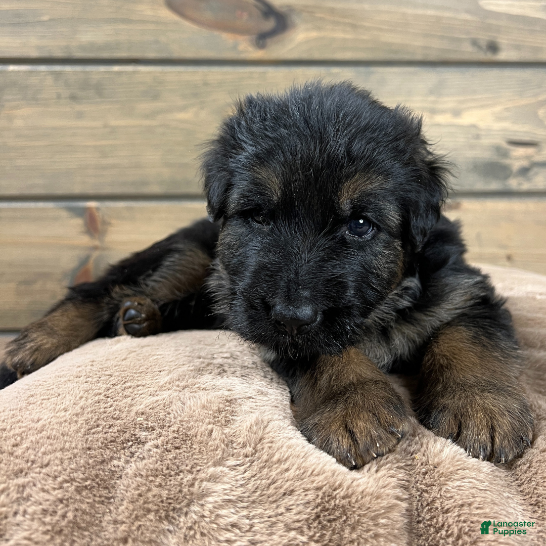 German Shepherd dogs Bronx - Ad 28