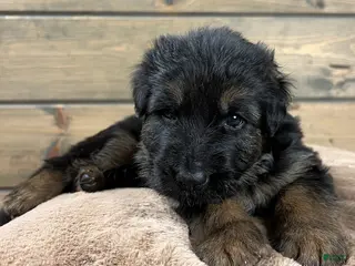 German Shepherd dogs Bronx - Ad 28