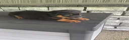 Rottweiler dogs for sale: Deasel  - Ad 8
