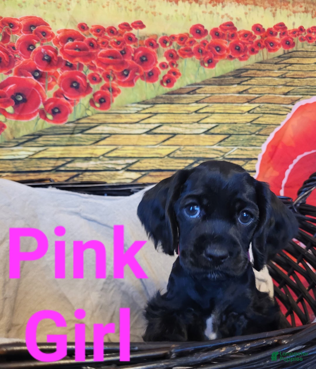 Cockapoo dogs for sale: Pink Girl  - Ad 21