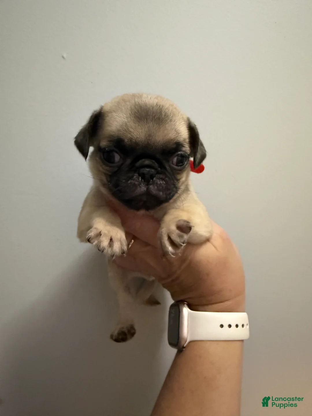 Pug dogs for sale: Red - Ad 1