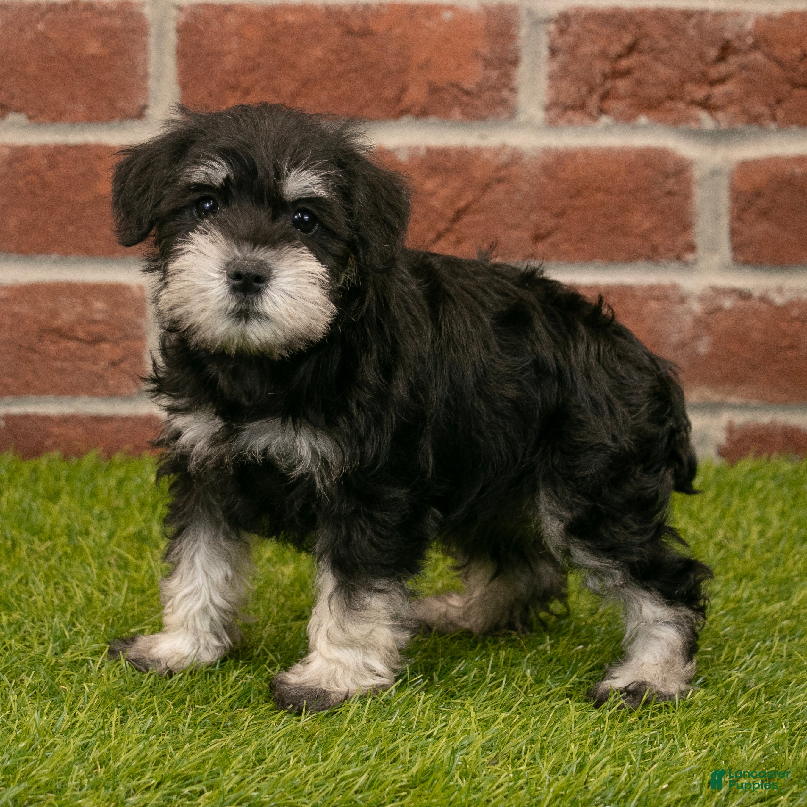 Miniature Schnauzer dogs for sale: Rachel - Ad 4