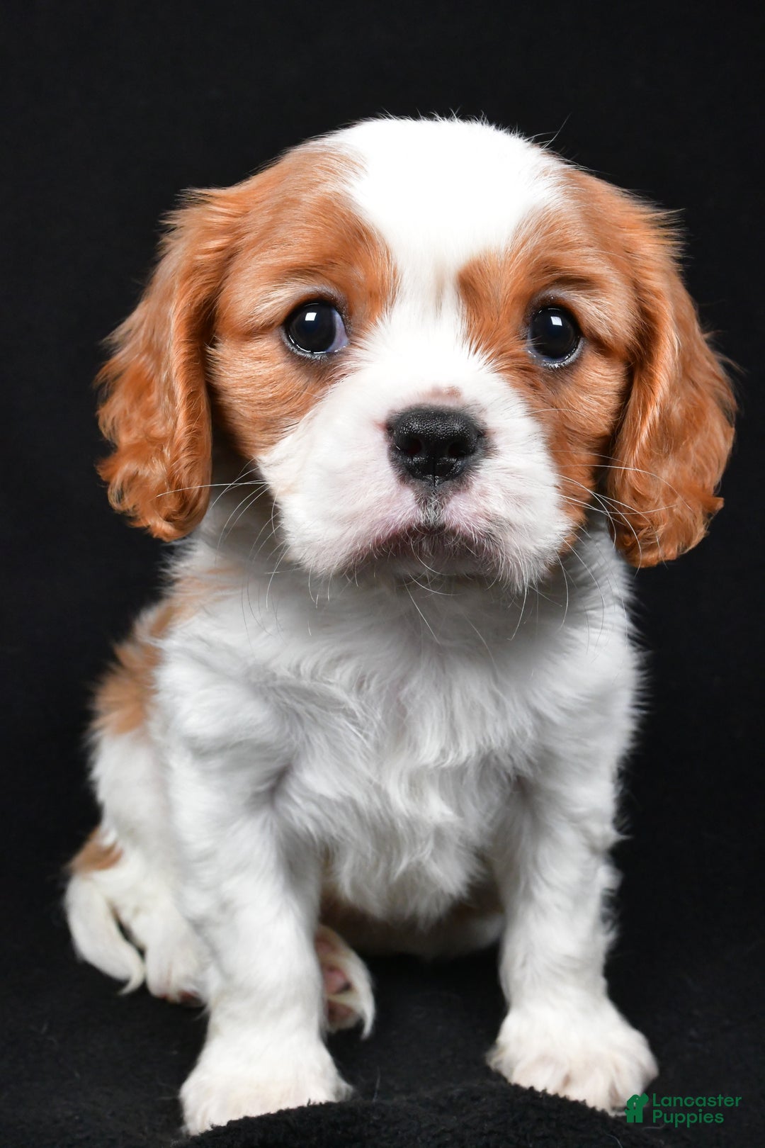 Cavalier King Charles Spaniel dogs for sale: Patrick - Ad 5