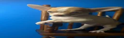 Chihuahua dogs for sale: Chihuahua Puppy 2 - Ad 7