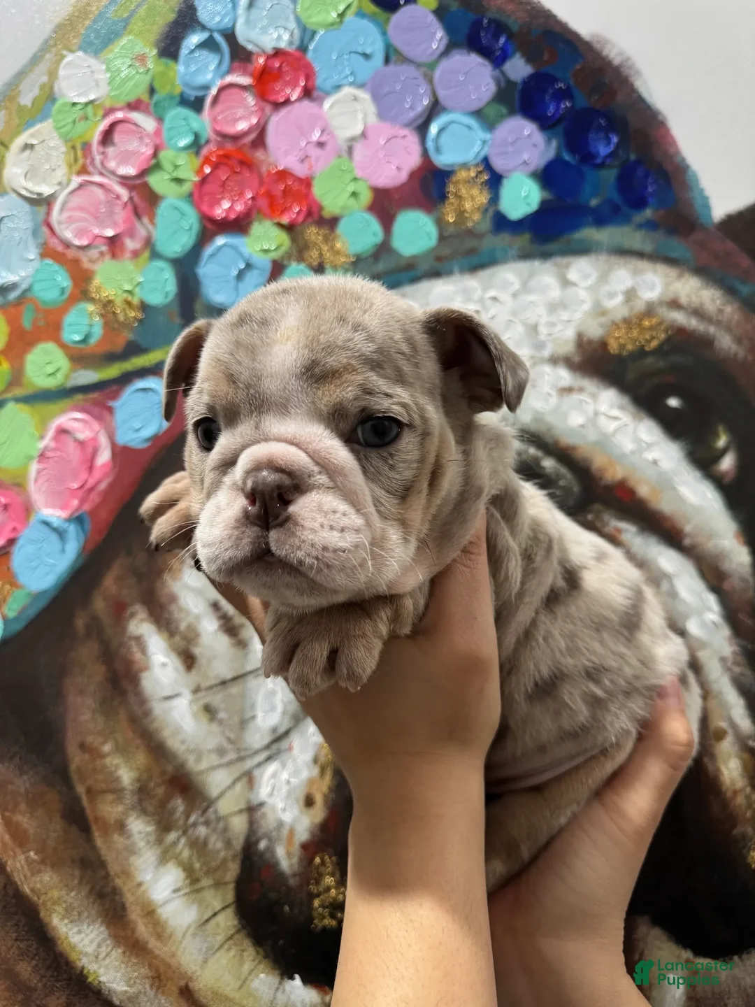 English Bulldog dogs for sale: Blueberry - Ad 1