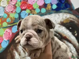 English Bulldog dogs Blueberry - Ad 5