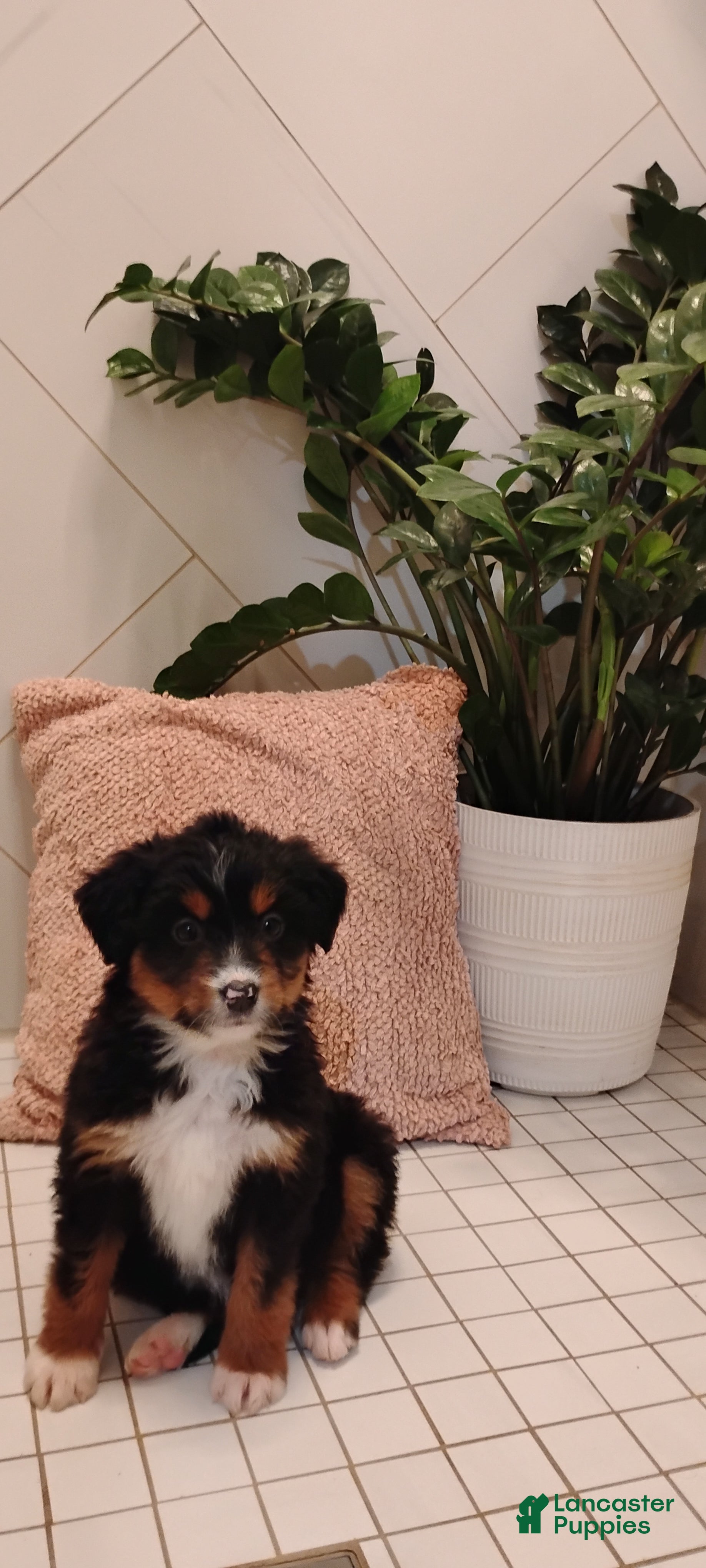 Mixed Breed dogs Sandy - Ad 5