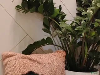 Mixed Breed dogs Sandy - Ad 3