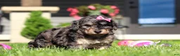 Bichpoo dogs for sale: Callie - Ad 3