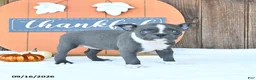 Boston Terrier dogs for sale: Amber - Ad 3