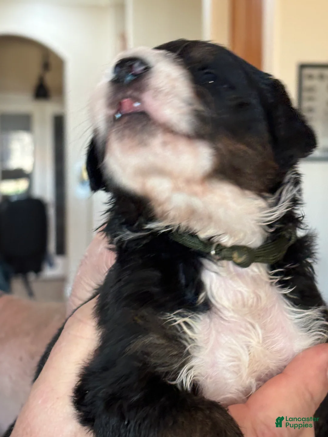 Mixed Breed dogs for sale: male # 3 English Shepherd Doodle  - Ad 7