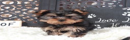 Yorkshire Terrier dogs for sale: Dallas Delightful Toy Yorkie - Ad 2
