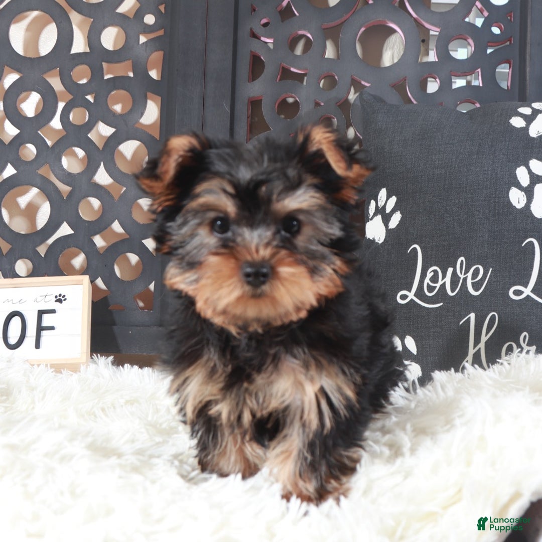 Yorkshire Terrier dogs for sale: Dallas Delightful Toy Yorkie - Ad 2