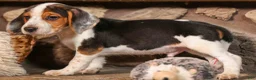Beagle dogs for sale: Dillard🐾 - Ad 18